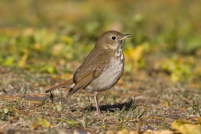 Hermit Thrush-0879.jpg