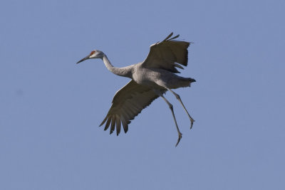 Sandhill Crane-0963.jpg