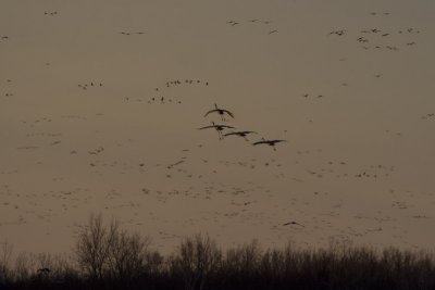 Sandhill Crane-1250.jpg