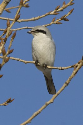 Northern Shrike-1886.jpg
