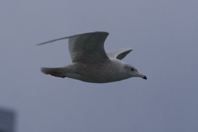 Glaucous Gull-2202.jpg