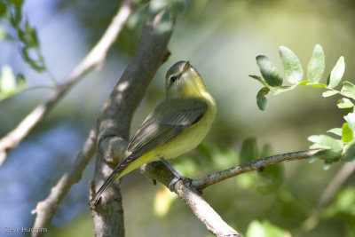 Philadelphia Vireo-3760.jpg