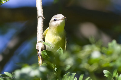 Philadelphia Vireo-3769.jpg