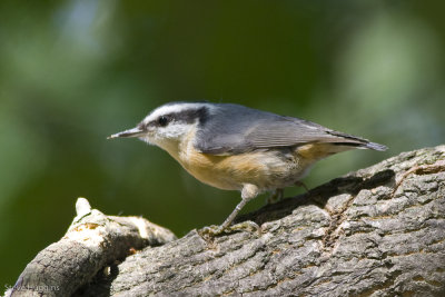 Red-breasted Nuthatch-3799.jpg