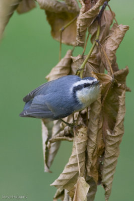 Red-breasted Nuthatch-4349.jpg