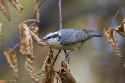 Red-breasted Nuthatch-4379-2.jpg
