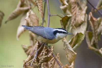 Red-breasted Nuthatch-4412.jpg