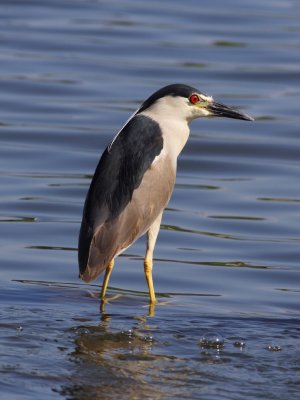 Black-crowned Night Heron