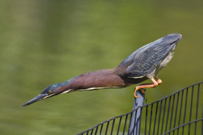 Green Heron