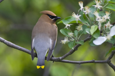 Cedar Waxwing