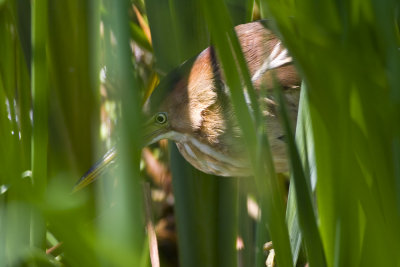 Least Bittern
