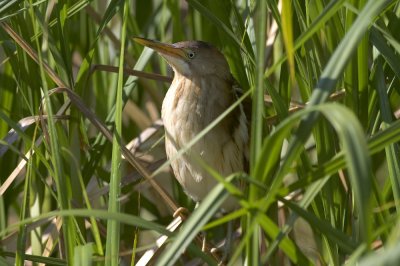 Least Bittern-2482.jpg