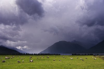 Sheep and storm clouds near Arthurs Pass Canterbury, New Zealand