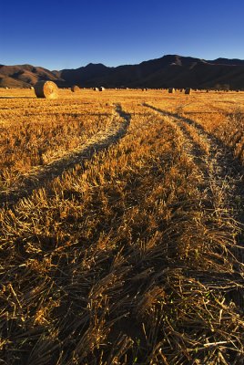 Haybales in a field, Southland, New Zealand