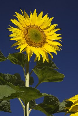 Sunflower near Oamaru, Otago, New Zealand