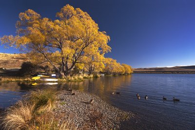 Autumn willows at Lake Alexandrina, Canterbury, New Zealand