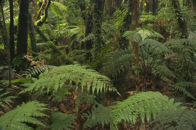 Native bush, Catlins, Otago, New Zealand