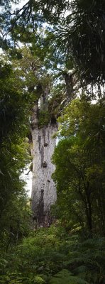 Vertical panorama of 'Tane Mahuta' Kauri Tree, Northland, New Zealand.