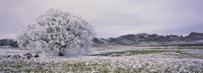 Panorama of hoar frost, Central Otago, New Zealand