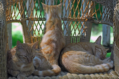 chair full of kitties