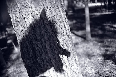 shadow on a tree
