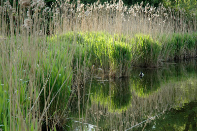 Water reflection II