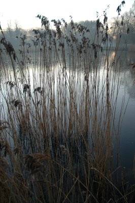 Juncus at Lake Stadium