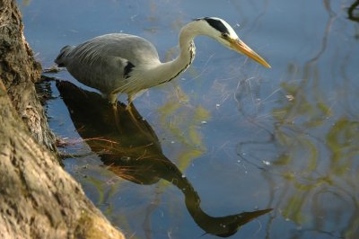 Grey Heron hunting