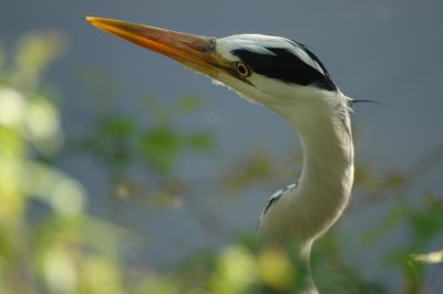 Grey Heron II