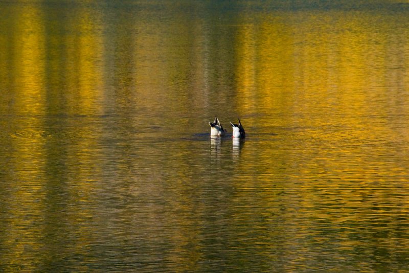 Ducks dive in Maroon Lake
