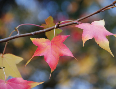 Amazing-Maple-leaves-DSC_28.jpg