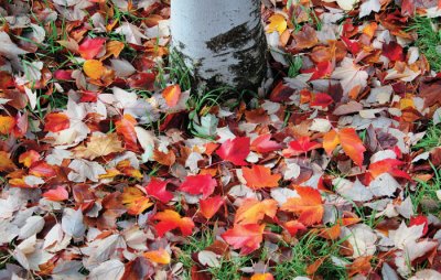 Fallen-Red-Maple-leaves-DSC.jpg