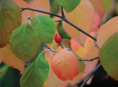 Red-fruit-in-fall--DSC_2802.jpg