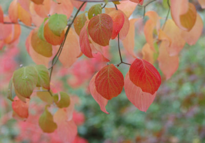 Fall color DSC_8914.jpg