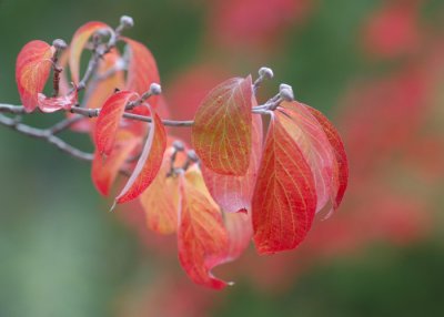 Fall color DSC_8921.jpg