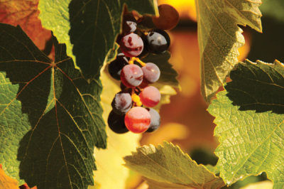 GrapesDSC_2730.jpg