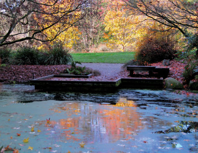 Fall-color-in-water-pond-.jpg