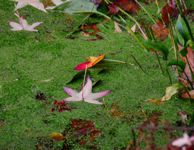 Falling-Leaves.jpg