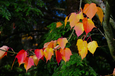 Fall-Leave-Colors.jpg