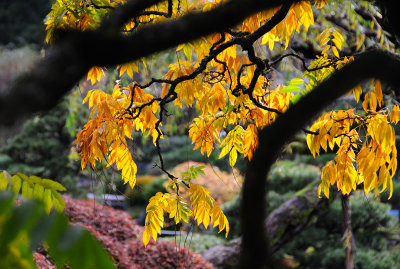 Golden-Branch.jpg