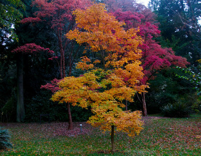 three-trees.jpg
