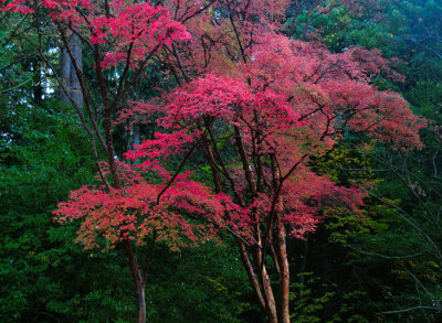 maple-tree-in-woods.jpg