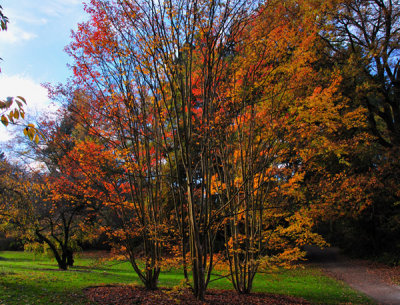 tree-in-fallcolor.jpg