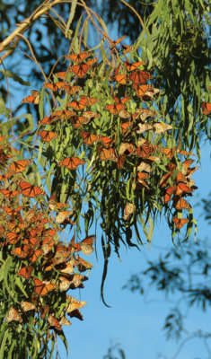 croped-DSC_3291.jpg