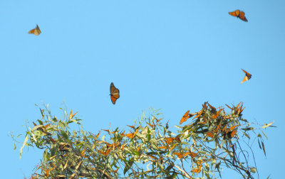 DSC_3337.jpg