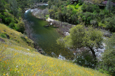 Wildflower-Merced-Canyon-DS.jpg