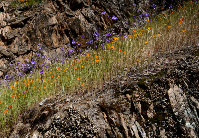 wildflowers-onRock-DSC_5427.jpg