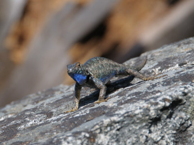Lizard-DSC_6004.jpg