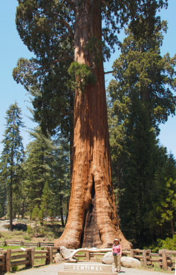 Chan-and-Giant-tree-DSC_586.jpg