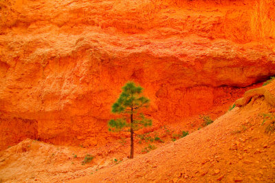 BryceCanyon LonePine